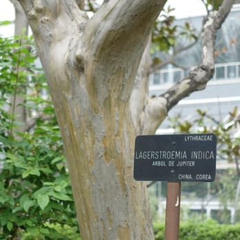 Real Jardín Botánico - the tree here is super smooth, ooooo - Botanical Gardens Near Me - Madrid, M