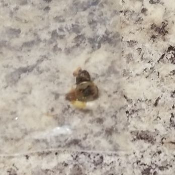 Taqueria Durango - Machine screw in my pastor torta - Mexican Near Me - Aurora, Illinois