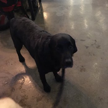 West Side Brewing - Evelyn & Ernest enjoying #dognight - Breweries Near Me - Cincinnati, Ohio West Side Brewing - Evelyn & Ernest enjoying #dognight - Breweries Near Me - Cincinnati, Ohio