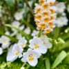 Volunteer Park Conservatory gift card