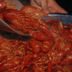 Buster’s Crawfish - Cleburne - FRESH LOUISIANA RICE FIELD CRAWFISH