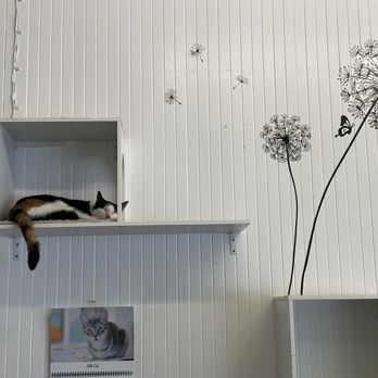 The Dancing Cat - Lady Gaga at naptime - Pet Adoption Near Me - San Jose, California