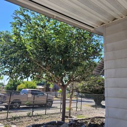 a tree in a yard