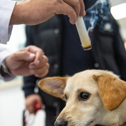 Riverdale Integrative Veterinary Care - Moxa treatment