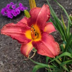 Patriot Lawncare and Landscaping - Flowers