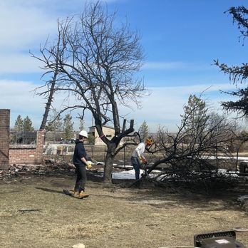 Langley's Tree Specialist - Tree Services Near Me