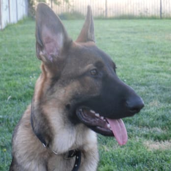 Hinterland German Shepherds - Lion @ 6 months - Pet Breeders Near Me - Angels Camp, California