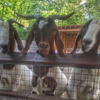 Bronx Zoo - Petting zoo - food please? - Zoos Near Me - Bronx, New York