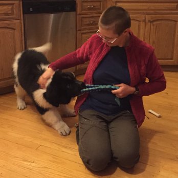 Ruff Translation Dog Training - Start training your puppy BEFORE they get big and have already developed bad habits! Toki the Newfie started training at 3 months old. - Pet Training Near Me Ruff Translation Dog Training - Start training your puppy BEFORE they get big and have already developed bad habits! Toki the Newfie started training at 3 months old. - Pet Training Near Me