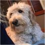 Photo of Goldendoodle San Diego