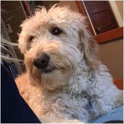 Goldendoodle San Diego - Bailey