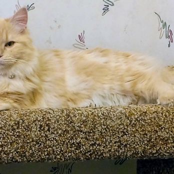 Macushla Ragdolls - Pet Breeders Near Me - WATERLOO, Iowa Macushla Ragdolls - Pet Breeders Near Me - WATERLOO, Iowa