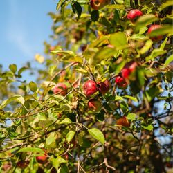 Applestock Orchard - Apple farm