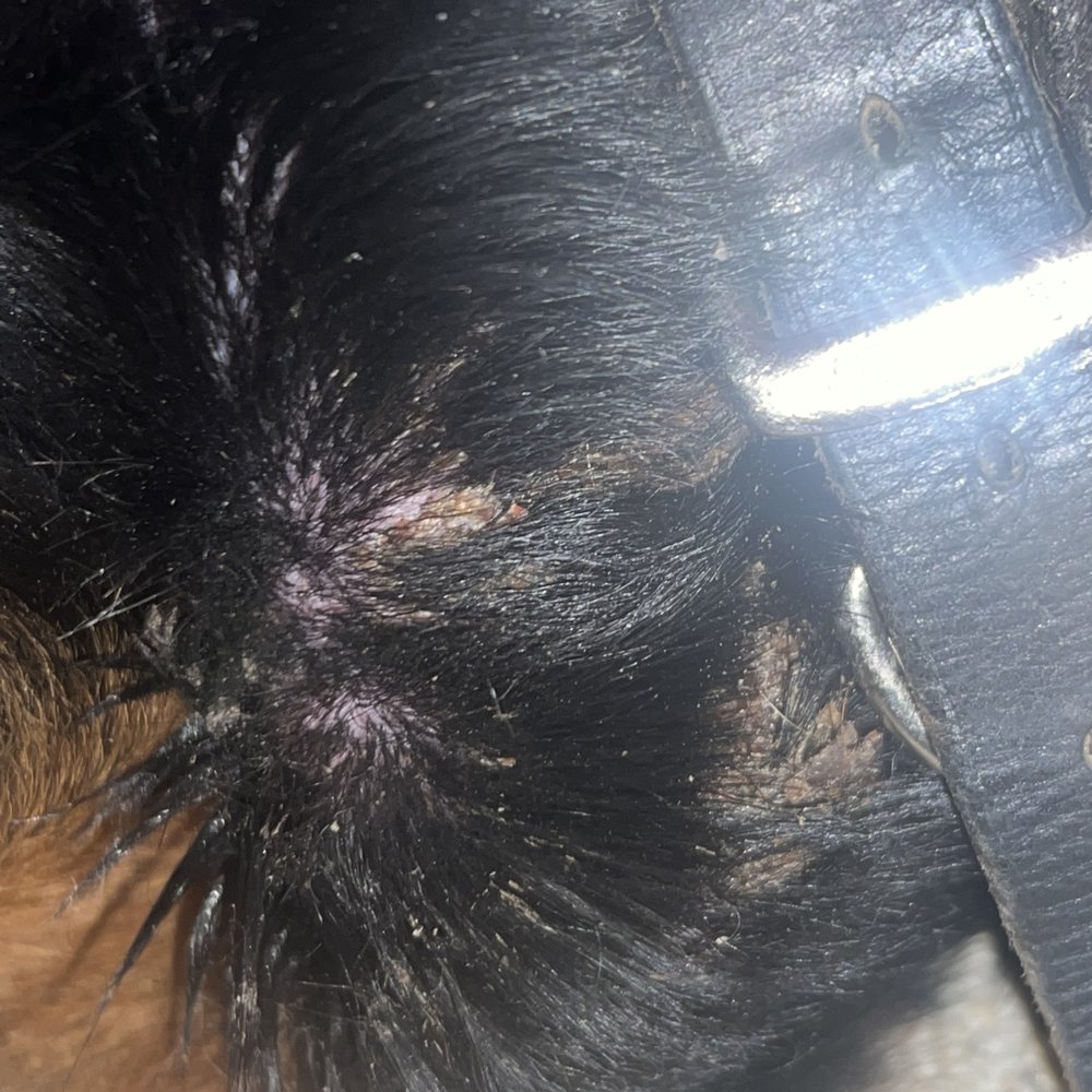 Paws Clinic - Veterinarians Near Me - Taylor, Michigan