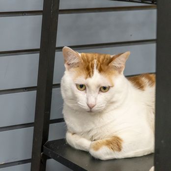 The Catio Cat Lounge - Pet Adoption Near Me - Nashville, Tennessee