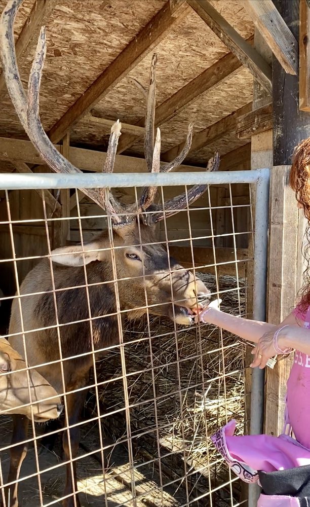 SMOKY MOUNTAIN DEER FARM AND EXOTIC PETTING ZOO 347 Photos & 139