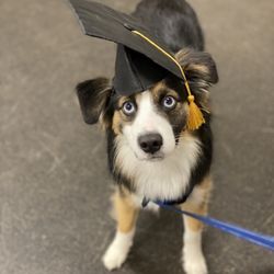The Dog Alliance - Graduating Puppy Class