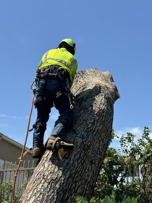 Tree Care Services - As a Tree Care Consultant, we specialize in tree felling services that are offered at an extremely competitive rate without compromising on quality. Tree Care Services - As a Tree Care Consultant, we specialize in tree felling services that are offered at an extremely competitive rate without compromising on quality.