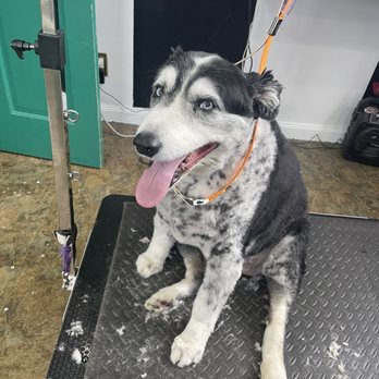Pawsh Paws Pet Parlor - Aussie - Pet Groomers Near Me - Buffalo, New York Pawsh Paws Pet Parlor - Aussie - Pet Groomers Near Me - Buffalo, New York