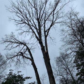 JL Tree Service - Tree Services Near Me - Fairfax, Virginia
