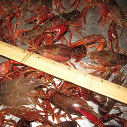 Bubba J's Shrimp & Seafood
