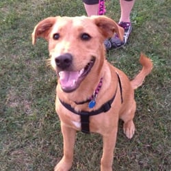 Discover Pet Training