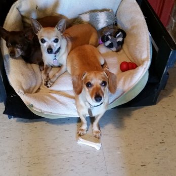 Privileged Pets - PRIVILEGED PETS all happy to be home and NOT in a boarding kennel. - Pet Sitting Near Me - Katy, Texas Privileged Pets - PRIVILEGED PETS all happy to be home and NOT in a boarding kennel. - Pet Sitting Near Me - Katy, Texas