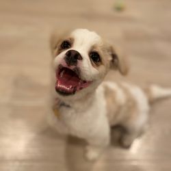 Zoom 2 Groom