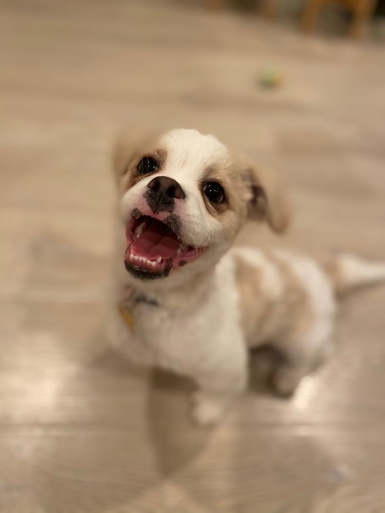 ZOOM 2 GROOM Updated September 2024 195 Photos & 97 Reviews 3720