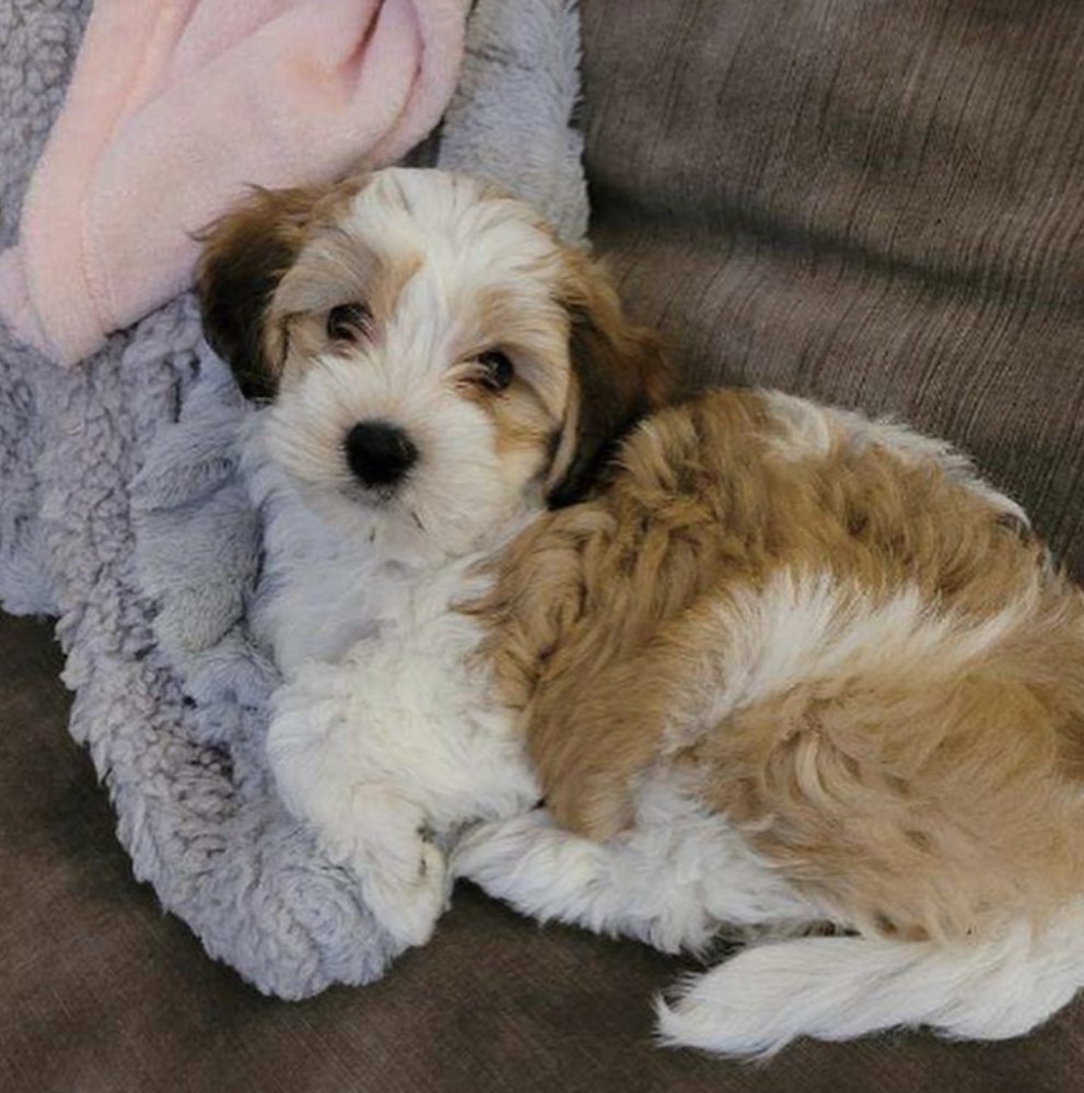 HEAVENLY HAVANESE PUPPIES - Request Information - 16 Photos - Kansas