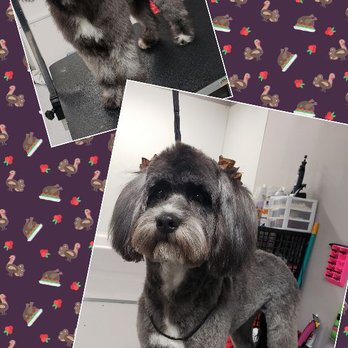 Ruff Cutz by Mandy - Pet Groomers Near Me - Lexington, North Carolina Ruff Cutz by Mandy - Pet Groomers Near Me - Lexington, North Carolina