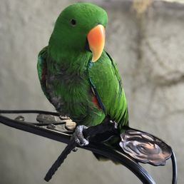Kiwi Kiwi