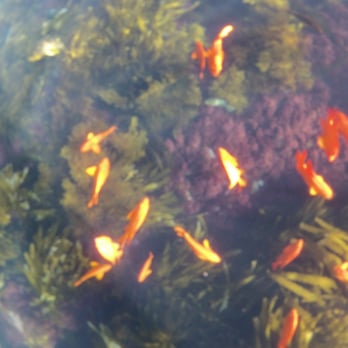 Snorkeling Catalina - tons of garibaldi - Snorkeling Near Me - Avalon, California Snorkeling Catalina - tons of garibaldi - Snorkeling Near Me - Avalon, California