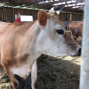 Taylor Farm Cheese - Beautiful Jersey cows. - Cheese Shops Near Me - Londonderry, Vermont Taylor Farm Cheese - Beautiful Jersey cows. - Cheese Shops Near Me - Londonderry, Vermont