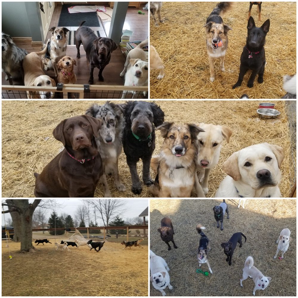 HAPPY PAWS DOG DAYCARE Updated September 2024 2190 County Road 20 W