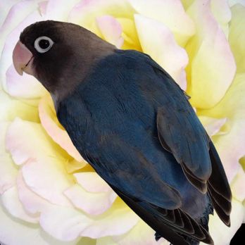 Lovebird Nursery - Bird Shops Near Me - Casselberry, Florida Lovebird Nursery - Bird Shops Near Me - Casselberry, Florida