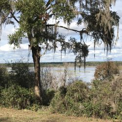 Fort McCoy / Lake Oklawaha KOA - Bluff view