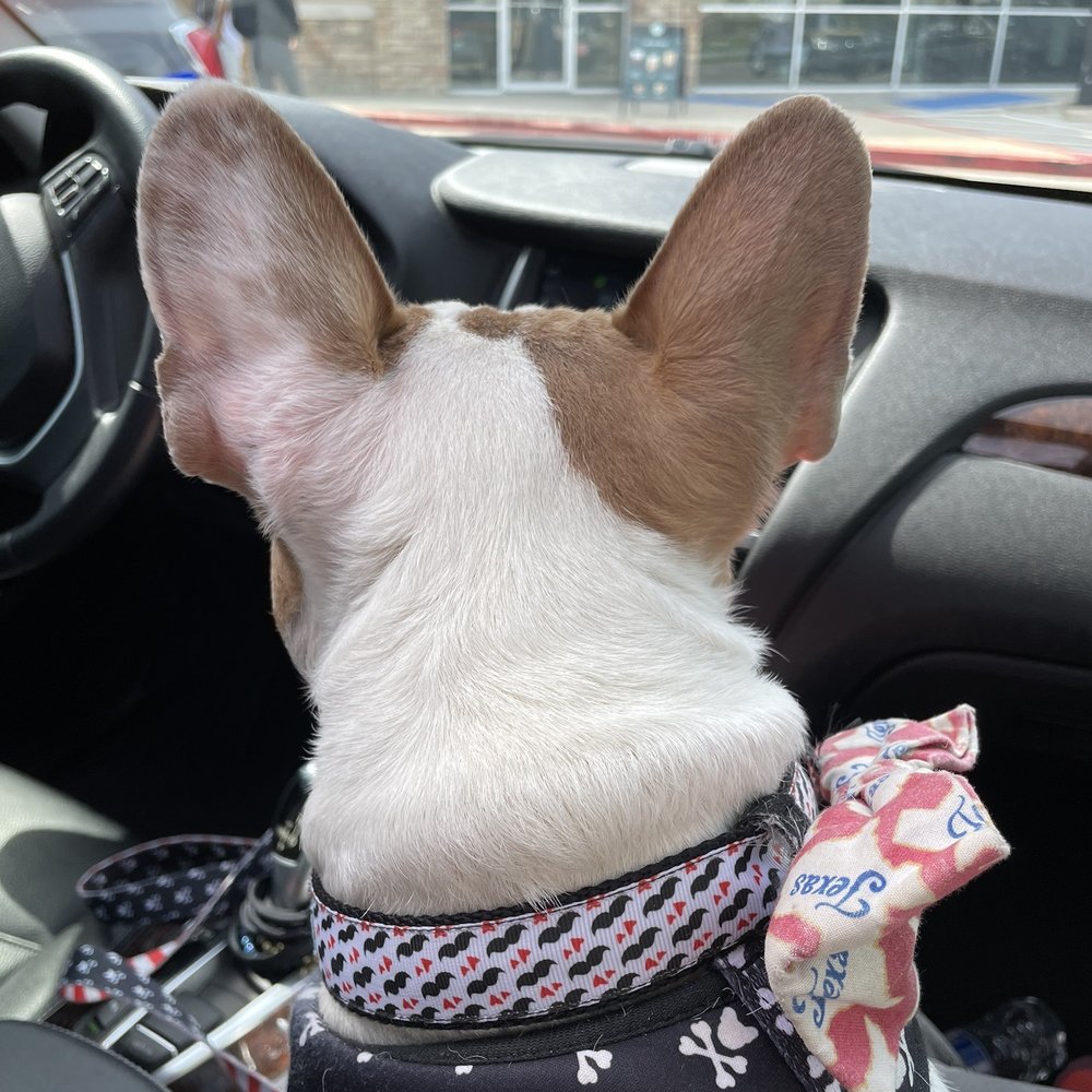 My pappasito waiting for his puppuccino My pappasito waiting for his puppuccino