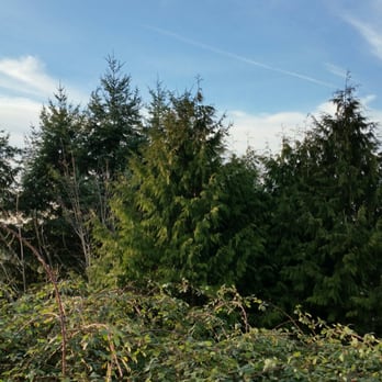 A's Tree Service - Before - Tree Services Near Me - Stanwood, Washington A's Tree Service - Before - Tree Services Near Me - Stanwood, Washington