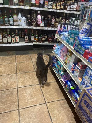 New Star-Ell Liquor by null