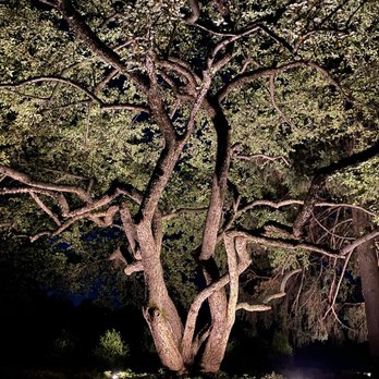 Delta Outdoor Lighting - Warm White tree accent lighting. - Lighting Fixtures & Equipment Near Me - Georgetown, Texas Delta Outdoor Lighting - Warm White tree accent lighting. - Lighting Fixtures & Equipment Near Me - Georgetown, Texas