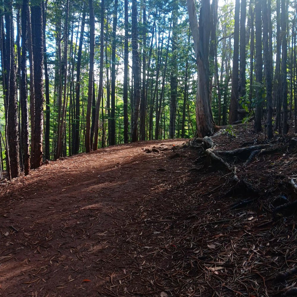 Aiea Loop Trail - Hiking Near Me - Aiea, Hawaii