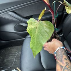Plants n Tings