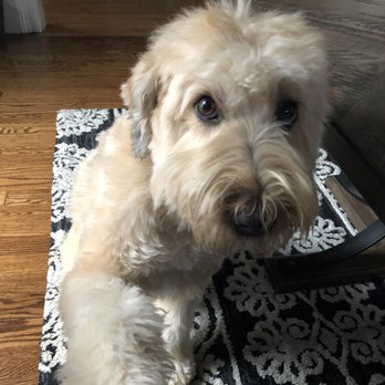 Boston Paws - Dog Walkers Near Me - Roslindale, Massachusetts