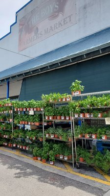 The Boys Farmers Market by null