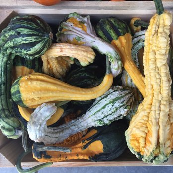 Sunfrost Farms - @bigmovie // gourds - Fruits & Veggies Near Me - Woodstock, New York Sunfrost Farms - @bigmovie // gourds - Fruits & Veggies Near Me - Woodstock, New York
