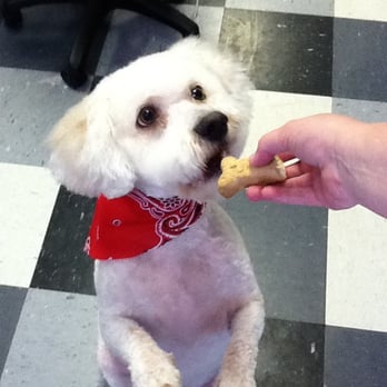 Express Pet Spa - Pet Groomers Near Me - Seabrook, Texas Express Pet Spa - Pet Groomers Near Me - Seabrook, Texas