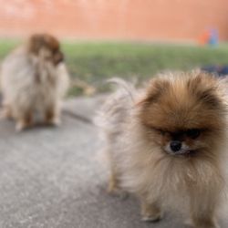 Irving Bark - Photoshoot they took and sent to us