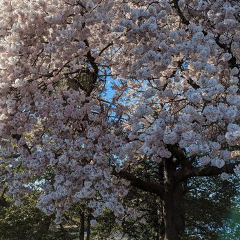 Tidal Basin - More Cherry Blossoms - Lakes Near Me - Washington, DC, District of Columbia