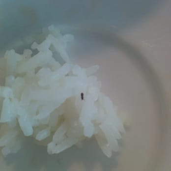 Pho Saigon - Didnt take a picture of the hair but i did photograph this so i could zoom in and verify it was indeed a bug. - Vietnamese Near Me - Honolulu, Hawaii Pho Saigon - Didnt take a picture of the hair but i did photograph this so i could zoom in and verify it was indeed a bug. - Vietnamese Near Me - Honolulu, Hawaii